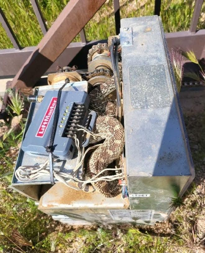 Rattlesnake found coiled inside automatic gate operator control box during repair call in north Scottsdale AZ